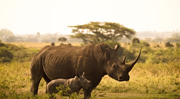 South Africa records 16% drop in rhino poaching last year