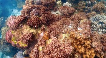 Coral growth may be boosted with artificial reefs