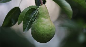 Belgian climate scientists grow the pears of the future