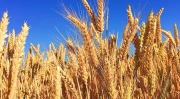 Morocco to secure 60% of water needs from desalination, minister says