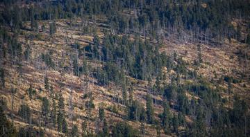 Deforestation harms climate less than other types of Amazon degradation, study finds