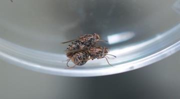 Tsetse fly fertility damaged after just one heatwave, study finds