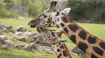 US moves to list giraffes under Endangered Species Act for first time