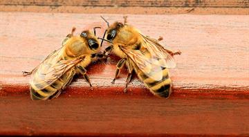 UK may approve bee-killing pesticide despite election promise to ban it