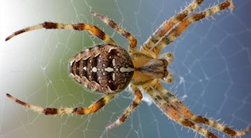 Light pollution is shrinking the brains of city-dwelling spiders, study says