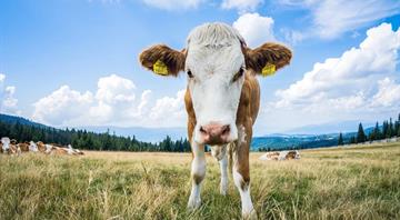 Nestle quits global alliance on reducing dairy methane emissions Nestle quits global alliance on reducing dairy methane emissions