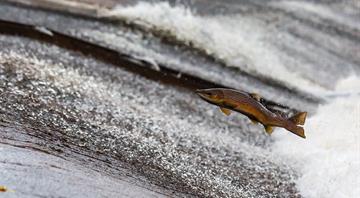 England's salmon population sinks to new low due to poor water quality