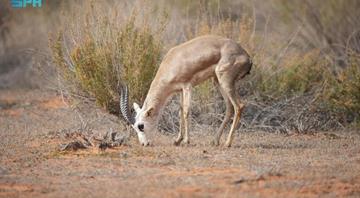 NCW Releases 95 Endangered Animals into Imam Turki bin Abdullah Royal Reserve NCW Releases 95 Endangered Animals into Imam Turki bin Abdullah Royal Reserve