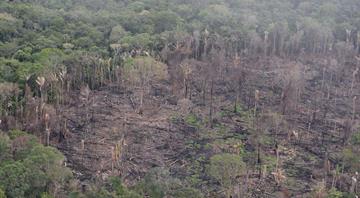 Deforestation in Colombia edges up, moving further from government target