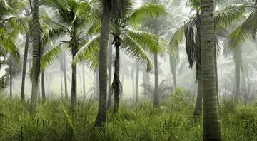 Brazil seeks support for tropical forest preservation fund