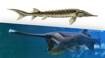 Chinese Paddlefish and wild Yangtze Sturgeon extinct - IUCN