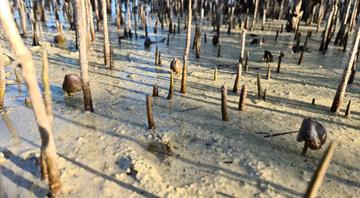 Environment Agency–Abu Dhabi plants one million mangrove seeds by drone