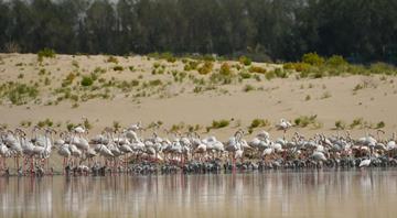 Abu Dhabi launches ambitious 50-year plan to conserve environment