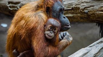 Malaysia announces adopt-an-orangutan plan for palm oil importers