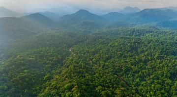 Gabon signs landmark climate finance deal for Congo rainforests Gabon signs landmark climate finance deal for Congo rainforests