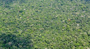 Amazon forest carbon emissions skyrocketed under Bolsonaro, study shows