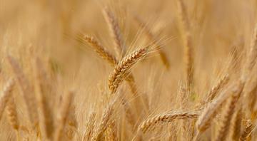 Wheat in developing countries to feel climate change impact