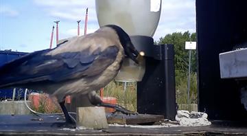 Crows to help clean up cigarette butts in Sweden