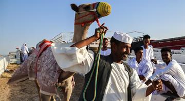 Plastic bag ban helps to save camels' lives, study suggests