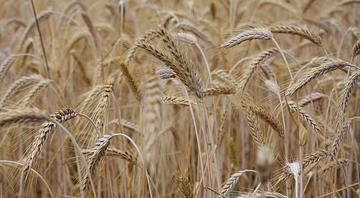 EU proposes curbing more green rules on farming subsidies EU proposes curbing more green rules on farming subsidies