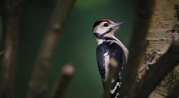 More than half of world’s bird species in decline, as leaders meet on extinction crisis More than half of world’s bird species in decline, as leaders meet on extinction crisis