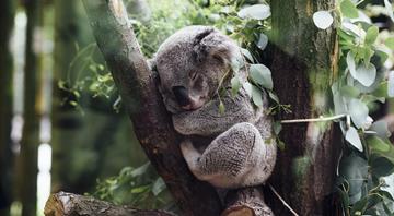 Planting 'koala corridors' to save Australia's endangered marsupial