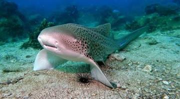 Thailand releases endangered leopard sharks in conservation push