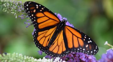 Monarch butterflies face a 3,000km migration. Can they survive with dwindling nectar supplies?