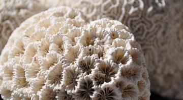 Brazil’s Abrolhos corals, the South Atlantic’s most diverse, decline as climate warms