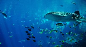Study finds Indonesian hotspots are 'like home' for endangered whale sharks