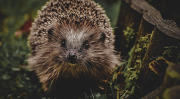 European hedgehogs are often hit by cars. Researchers say ultrasound could save them from extinction