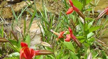 A flower's fight against extinction could be big climate change news