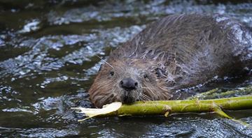 From carbon-storing tigers to flood-blocking beavers: How wildlife secretly tackles climate change