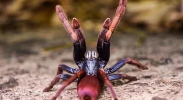 Funky spiders and European eels among top species under threat in 2026