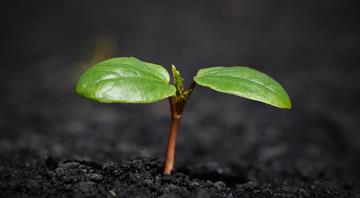 Scientists found the soil secret that doubles forest regrowth