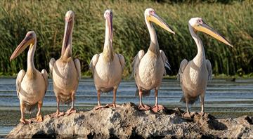 Wildlife and humans thriving in Unesco-protected sites