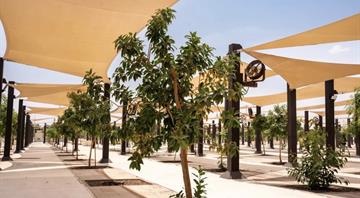 Over 60,000 Trees Planted to Support Sustainability in Holy Sites