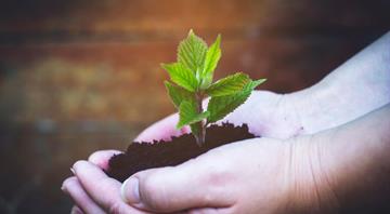 UK and EU tree planting pledges face reality check as scientists warn the climate window is closing