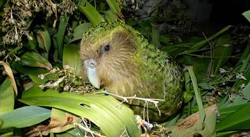 ‘It’s a real New Zealand duty to save these birds’: Berry harvest brings hope for beloved kakapo