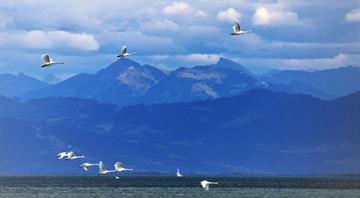 Europe’s disappearing birds are a symptom of a broken food and farming system