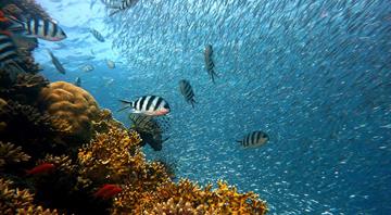 ‘Not that optimistic’: As 30x30 goals falter, can an Ocean Act save Europe’s waters?