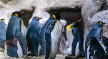 King penguins are getting a boost from climate change – but it might not be good news