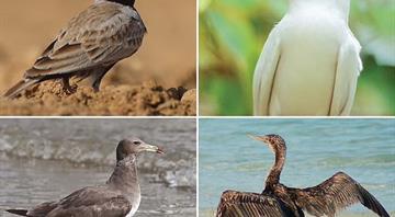 EAD study highlights Abu Dhabi’s role in global bird migration