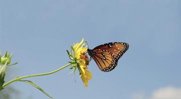 Mexico’s monarch butterfly population jumps 64%, offering hope for at-risk species