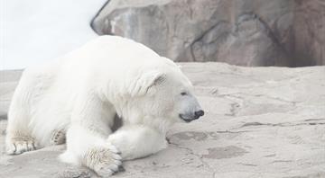 Polar bears on Norwegian islands fatter and healthier despite ice loss, scientists say