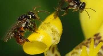 Stingless bees from the Amazon granted legal rights in world first