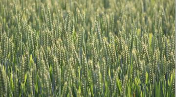 Food becoming more calorific but less nutritious due to rising carbon dioxide