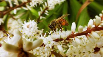 Big bees have the most to lose as global CO₂ levels rise: new research