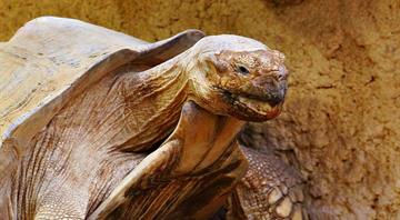 Floreana giant tortoise reintroduced to Galápagos island after almost 200 years