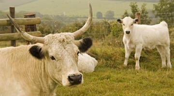 Cattle breed whose ancestors lived with Celts added to priority at-risk list